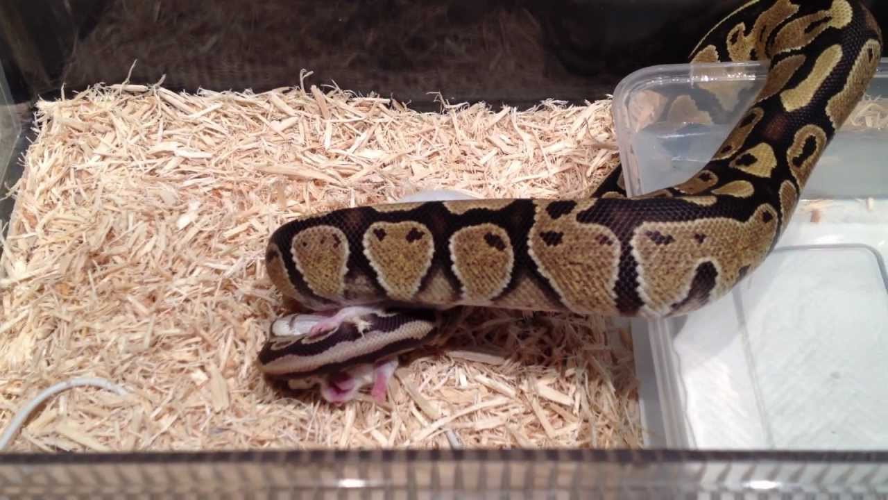 snake oil Fire ball python feeding Live Mice