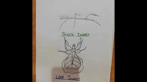 Zoom Science online class summary lecture PMS Boys II (10.06.2021)