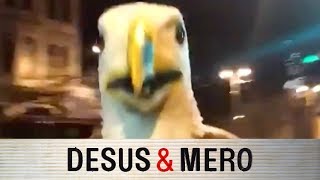 Eagles Fans Gone Wild