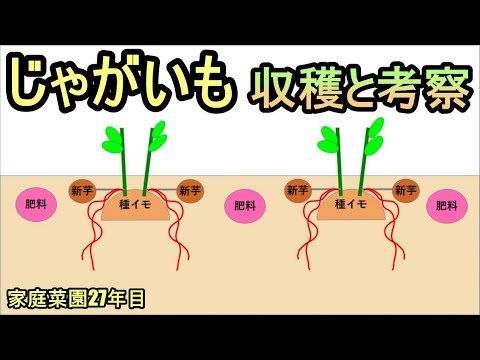 ジャガイモ 不作 アイルランド