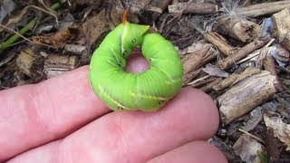 Hawk moth/hornworm caterpillar...