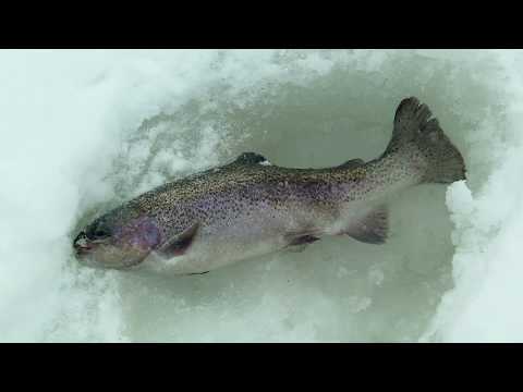 Форелевая рыбалка со льда на «платнике» \ Видеокарта уловистых мест России. Сезон 7.
