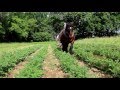 Buttage des pommes de terre au cheval de trait