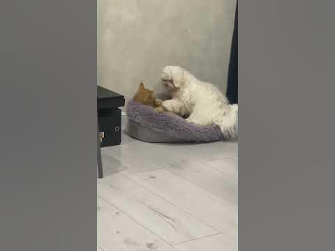 #рыжая #кошка и #собачка #люся - YouTube