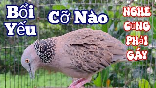 Tiếng cu gáy Mồi Sấm Đồng gáy [ Thúc   Gù   Gọi ] kích bổi nhanh nổi căng lửa #cugáykichbổi259