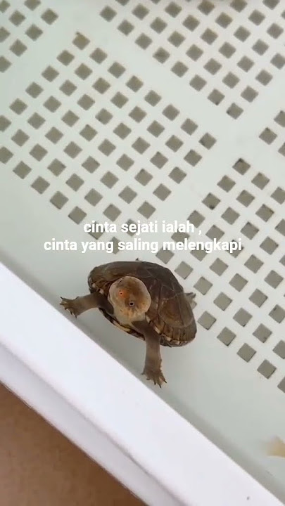 #motivator #cintasejati