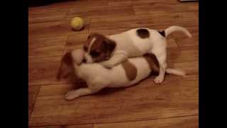 Jack Russell Terrier puppies