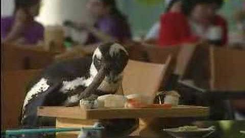 Pinguim na Oracle HQ