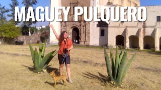 Maguey pulque y sus derivados | PLANTA SAGRADA DE MÉXICO