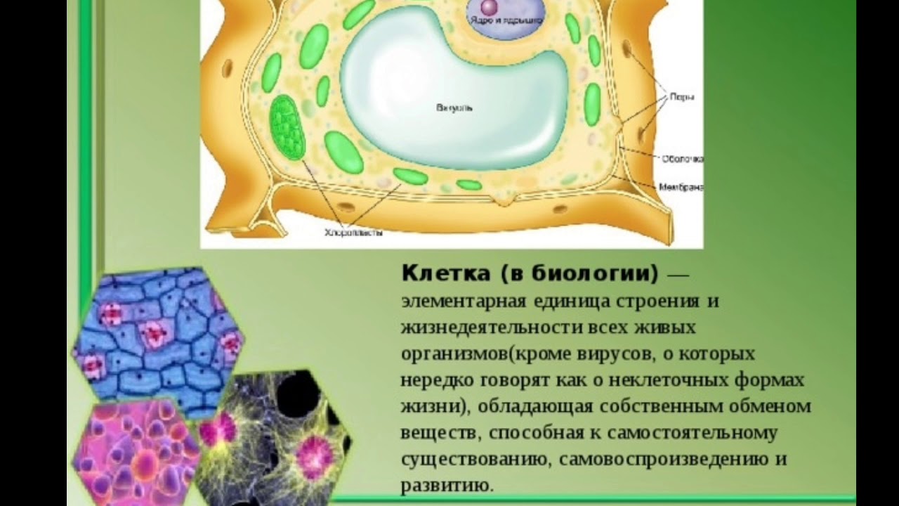 Знакомство Со Строением Клетки