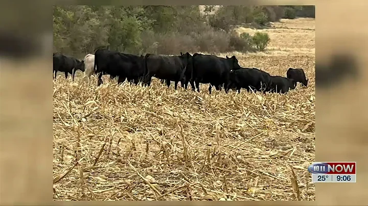 Pure NE   Paula Peterson   Cows on stalks