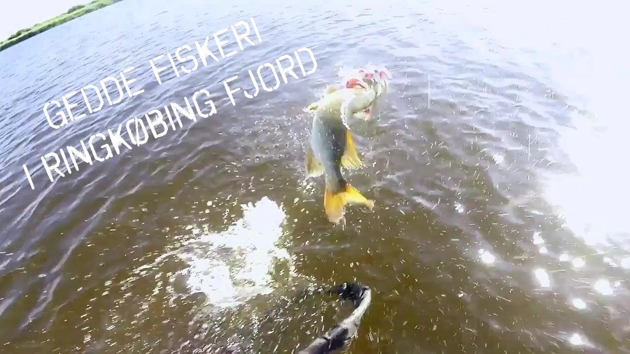 Gedde Fiskeri I Ringkøbing Fjord # Juni 2K18
