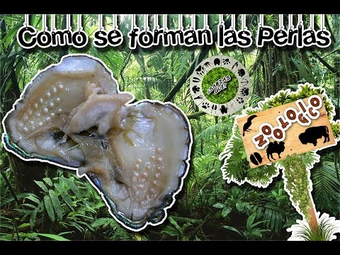 How the pearls form | The jeweler of nature |(Virtual Zoology) | Did You Know?