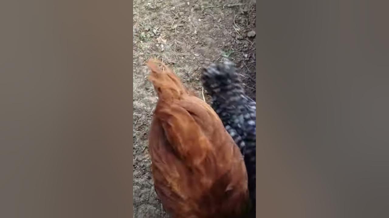 Chicken Rugby - YouTube