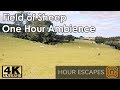 4K Sheep Field - One Hour Sound and Video