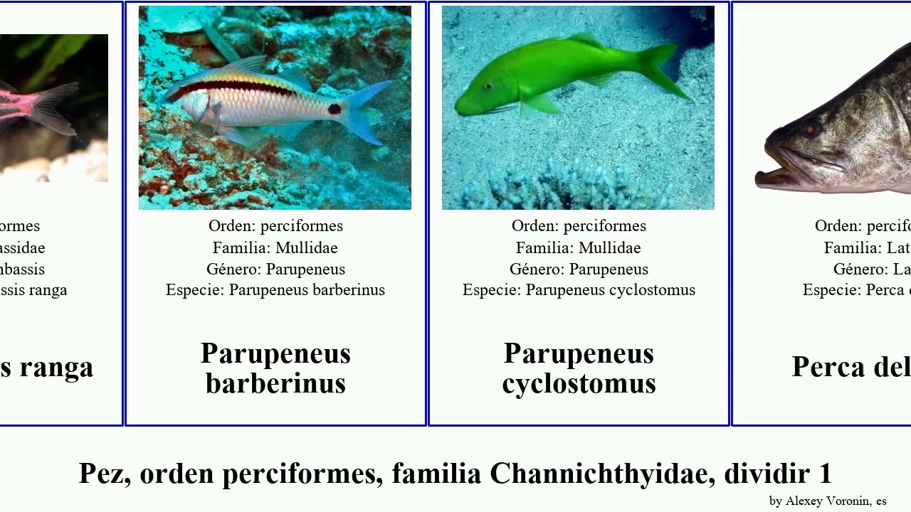 Pez, orden perciformes, familia Channichthyidae, dividir 2 fish del ranga gigas pectoralis rossii