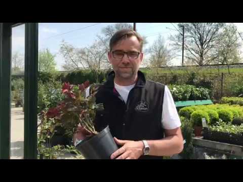 Video: Plantering af roser: Sådan planter du roser til den begyndende gartner