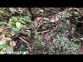 Trăn Gấm - Python reticulatus - Short Tail Python; cattienwildtour; vietnamwildtrack