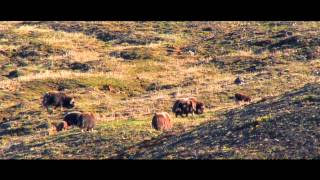 Arctic Greenhouse Official Doentary Trailer