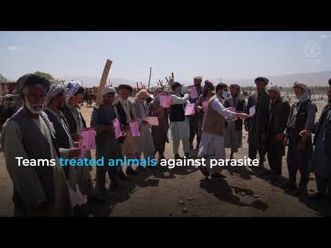 Protecting people and animals from Crimean-Congo haemorrhagic fever in Afghanistan