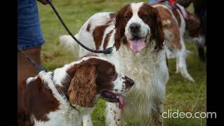 Welsh Springers at the GWCT Welsh Game Fair