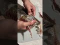 Вяленый Жерех, телеграм канал, FishShopChelny.Доставка по России из Набережных Челнов.