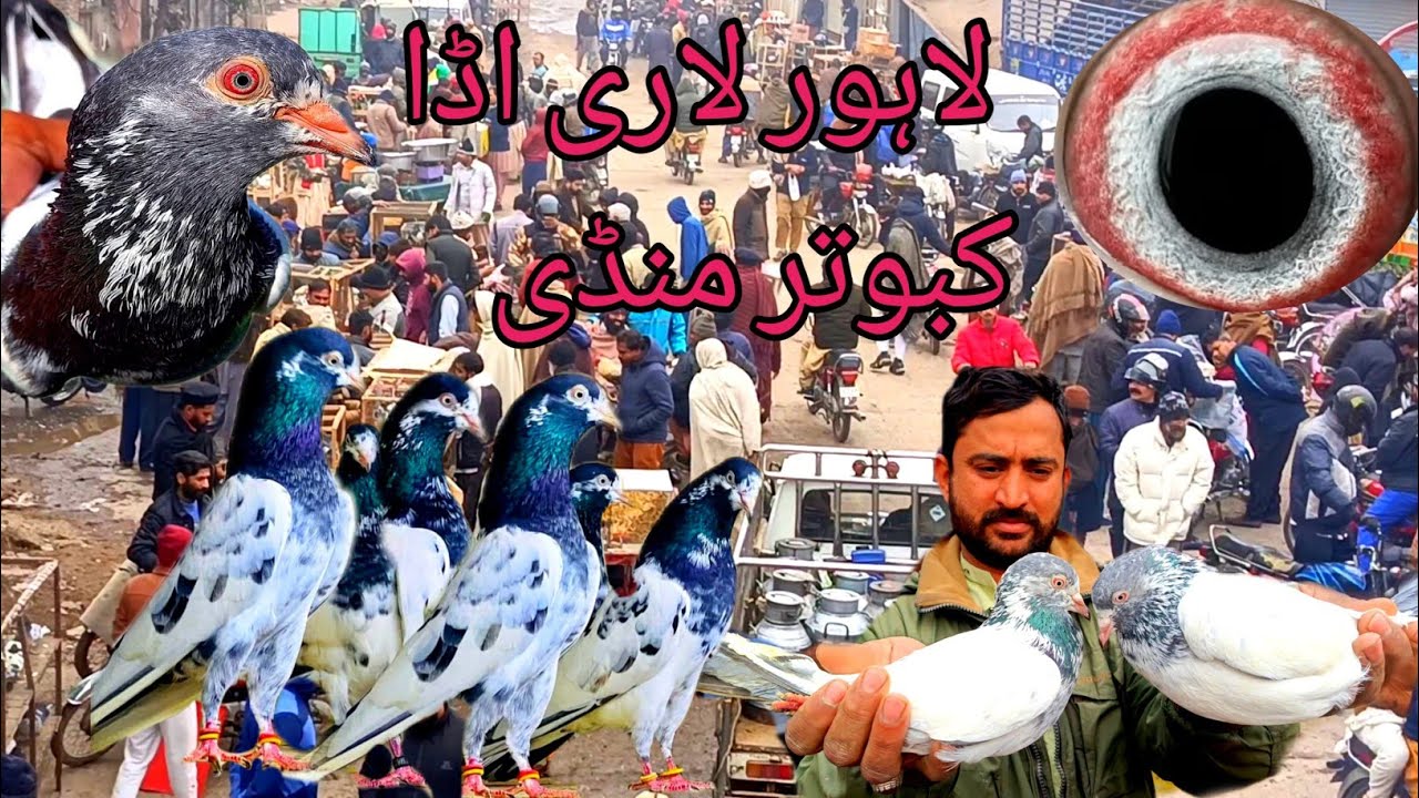 Lahore Lari Ada Kabootar Mandi Taddy Kabootar Golden Kabootar Market Update