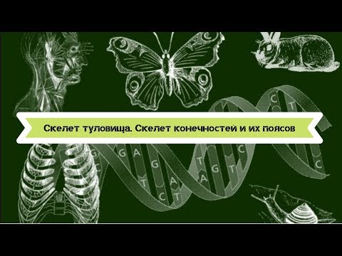 Биология 8 класс  Скелет туловища. Скелет конечностей и их поясов