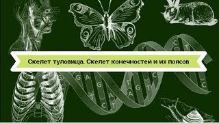 Биология 8 класс $9 Скелет туловища. Скелет конечностей и их поясов Биология 8 класс $9 Скелет туловища. Скелет конечностей и их поясов