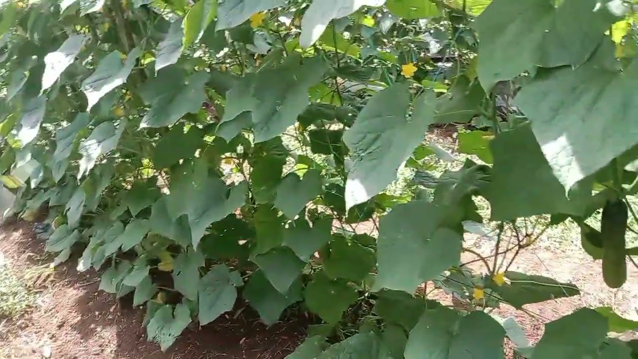 RECOMMENDED PLANTING DISTANCE AND SPACING FOR CUCUMBER : BEGINNERS GUIDE