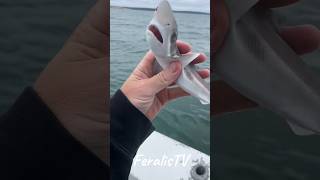 Animal Metamorphosis | Amazing Shark #animaljourney #animaltransformation #wildlife #animalgrowth