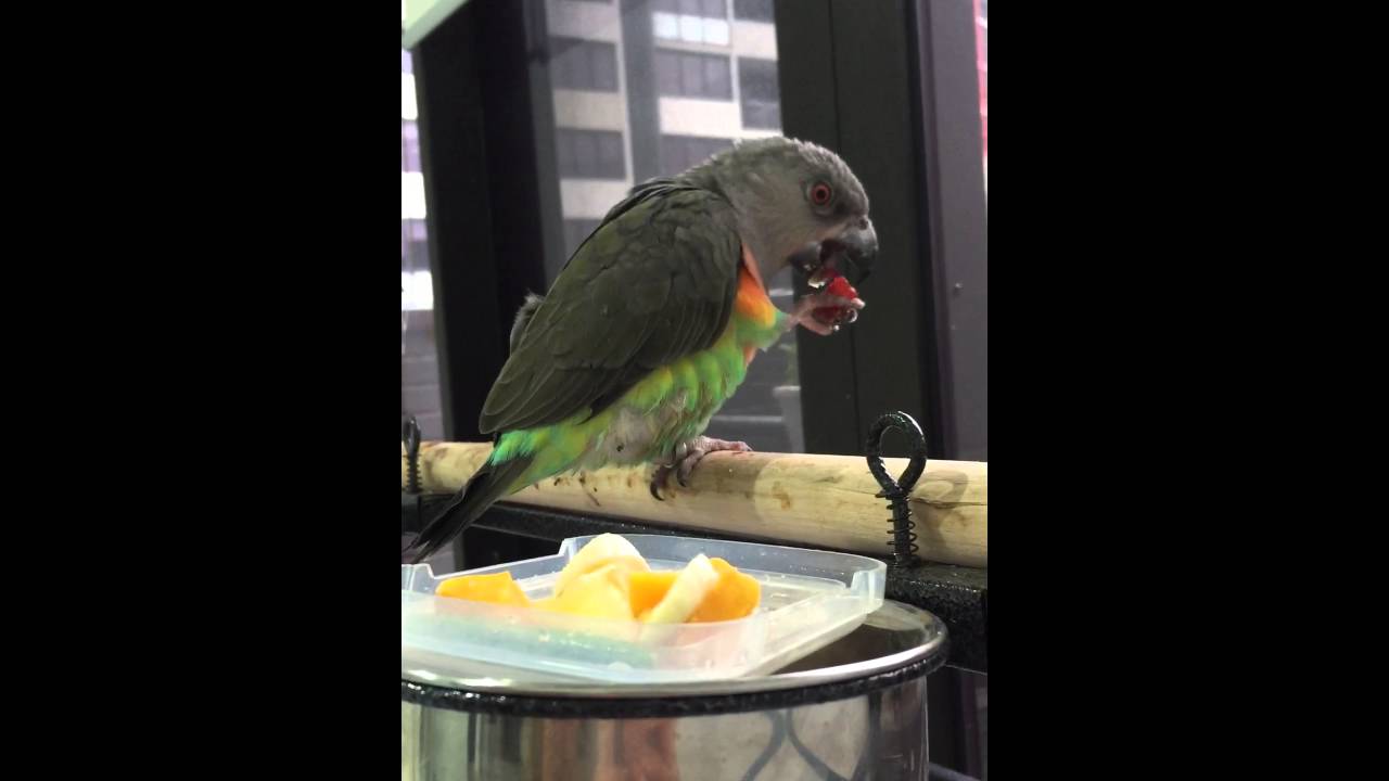 Django the Red Bellied Parrot - Breakfast