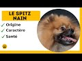 Le chien spitz nain ou loulou de pomranie  origine  caractre  sant