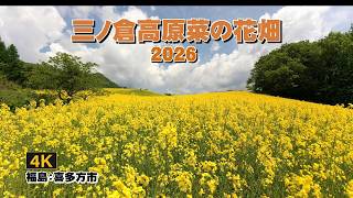 菜の花 4K】三ノ倉高原菜の花畑 2026 福島：喜多方市 - YouTube