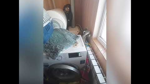 ВИДЕО ОГОНЬ!!! СМОТРЕТЬ ВСЕМ!!! ЕНОТ ИЛЮША РАЗГРОМИЛ КВАРТИРУ ХОЗЯЙКИ!!!