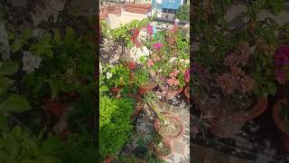 Watering Tips in Hot Summer #shortvideo #gardening #wateringtips #garden
