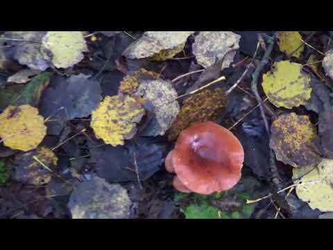 Рядовка оранжево-красная. Съедобные грибы. Как распознать..