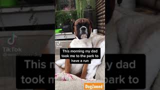 Boxer gets into trouble at the dog park and his dad is not thrilled!