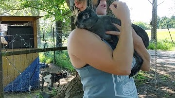 (Another) Choke Chain Dispatch Video for Meat Rabbits