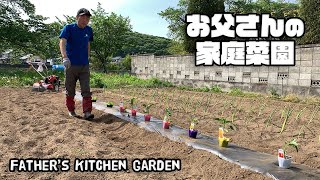 【ルンルンの裏庭】お父さんの家庭菜園：野菜の苗を植える