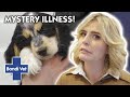 Owner COLLAPSES from fear Puppy Could Have DEADLY Virus 😱 | Full Episode | Bondi Vet