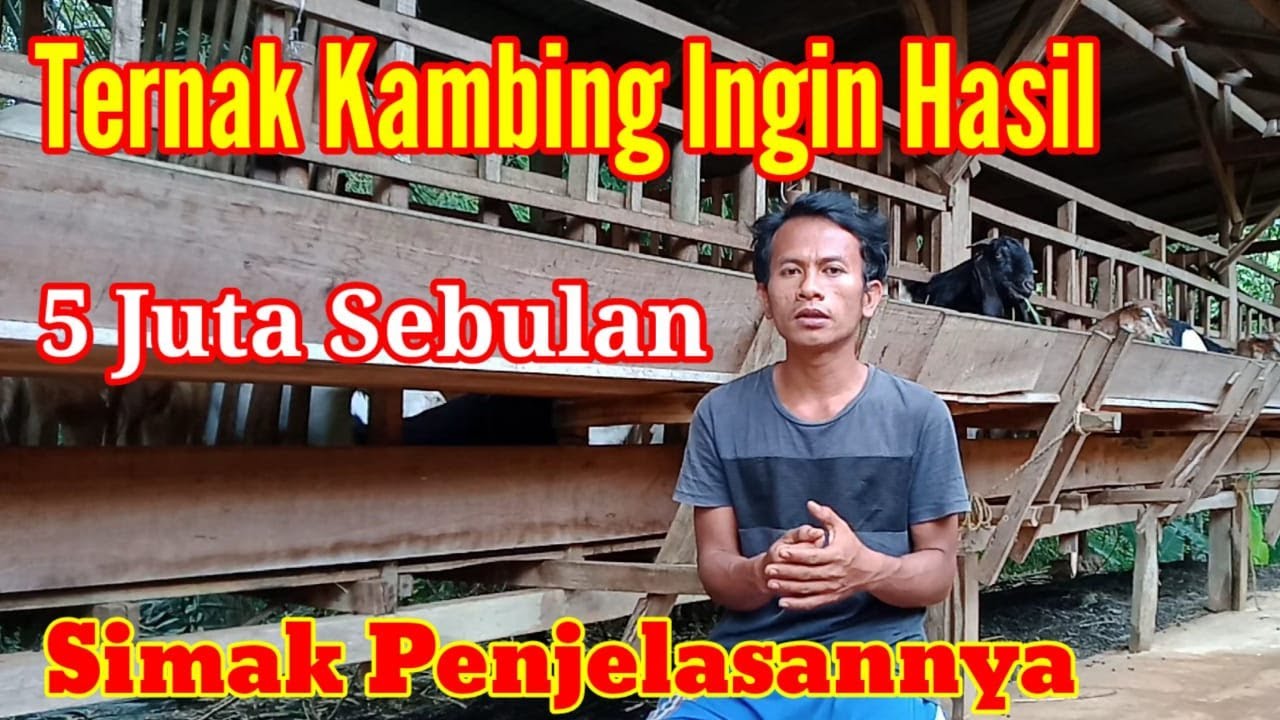 HANYA FOKUS TERNAK KAMBING HASIL BERSIH 4 JUTA SEBULAN TANPA KERJA YANG