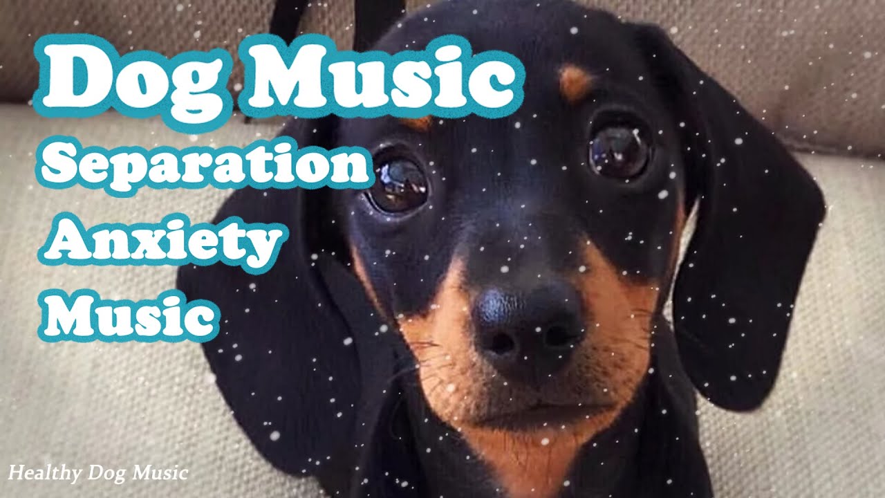Walking music that dogs love, Soothing music for dogs with separation