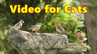 Cat TV Virtual Bird Garden ~ Cats Love Birds ~ Videos for Cats to Watch Garden Birds
