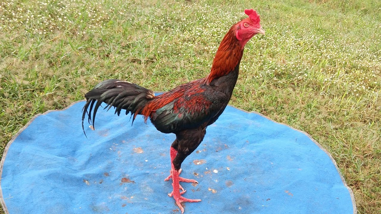 ก๋อย เกรด ชน แพง ครับ