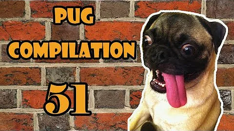Pug Compilation 51 - Funny Dogs but only Pug Videos | Instapugs