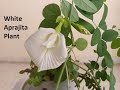White Aprajita care tips