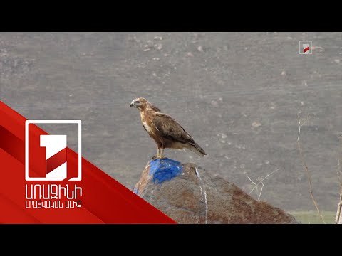 Video: Կարո՞ղ են թռչունների բները թրջվել: