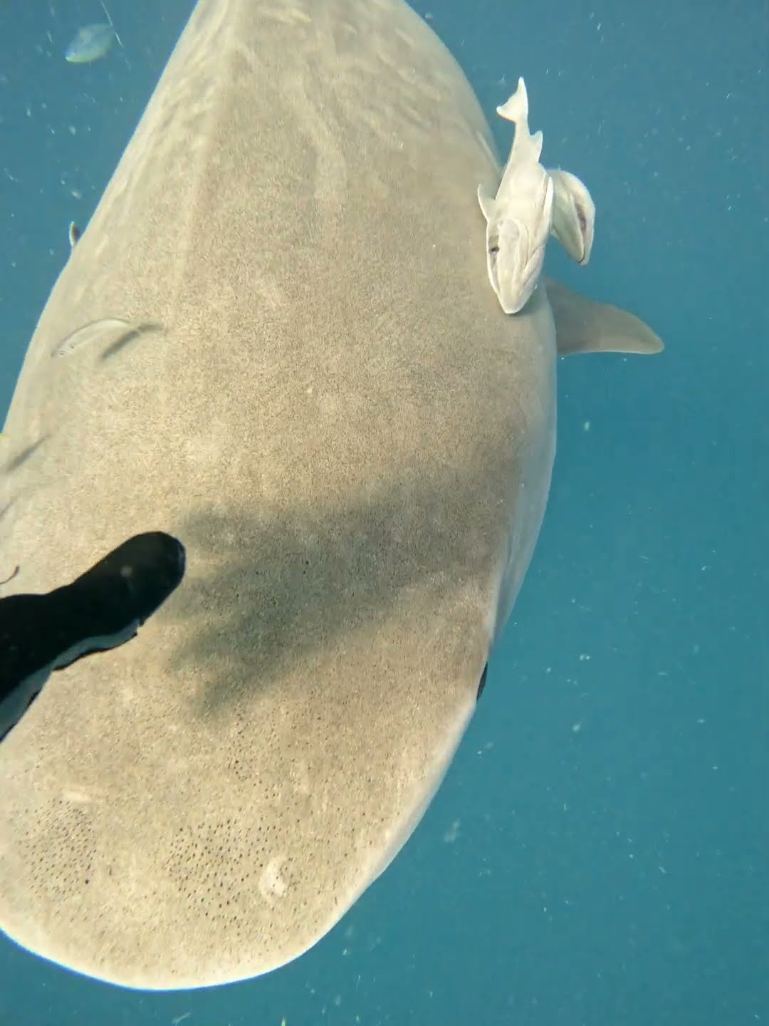 Diver Redirects Approaching Tiger Shark || ViralHog
