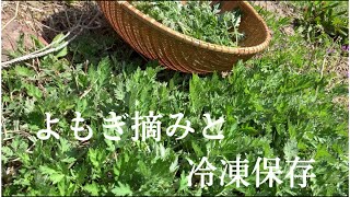 【40】よもぎ摘みと冷凍保存　Harvesting Mugwart and Keeping in the Freezer